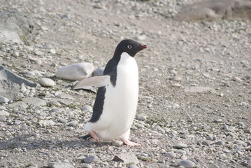 Naklejka premium Wild penguins resting by the sea coast