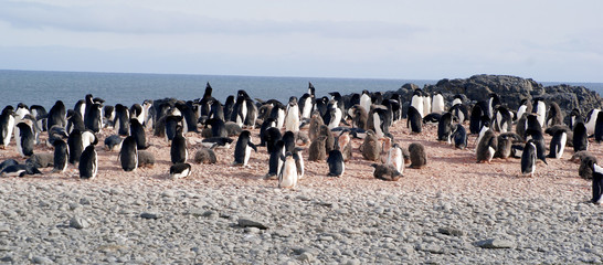 Obraz premium Wild penguins resting by the sea coast