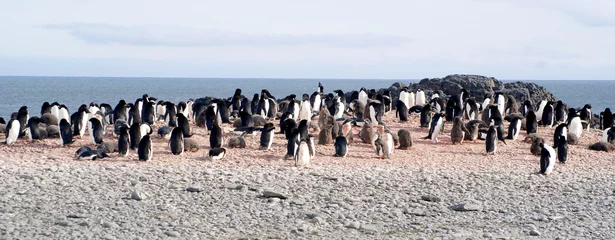 Foto op Canvas Wild penguins resting by the sea coast © josemagon