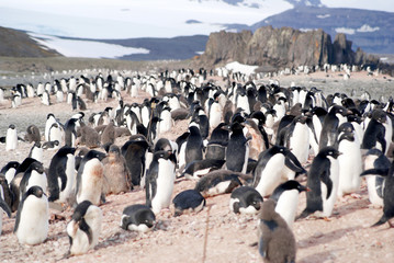 Wild penguins resting by the sea coast