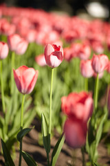 Fototapeta premium beautiful tulips