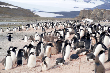 Wild penguins resting by the sea coast