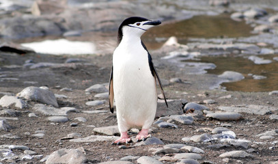 Wild penguins resting by the sea coast