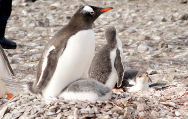 Wild penguins resting by the sea coast