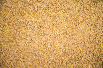 Background of brown rice with golden