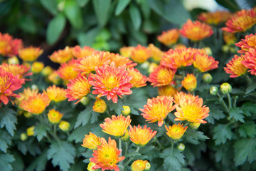 Garden of orange and yello cosmos