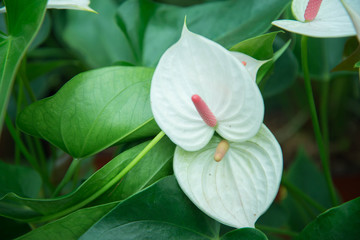 Garden of red and white spadix close up
