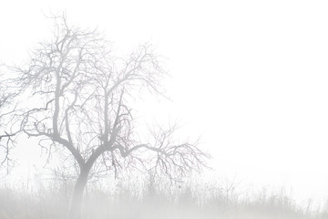 Old fruit tree in mystic morning autumn fog. Copy space.