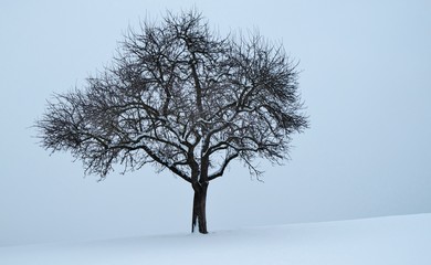 Kahler Obstbaum