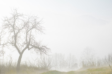 Obraz na płótnie Canvas Old fruit tree in mystic morning autumn fog. Copy space.