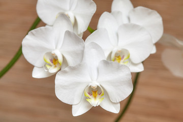 Naklejka na ściany i meble Blooming white orchid on wooden background