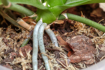 Green roots of orchid on ground