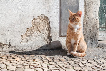 Fototapeta premium red cat in front of a cracked wall on cobblestone street