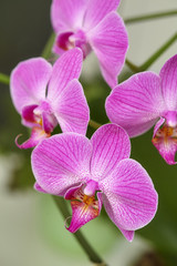 Blooming purple orchid on green background