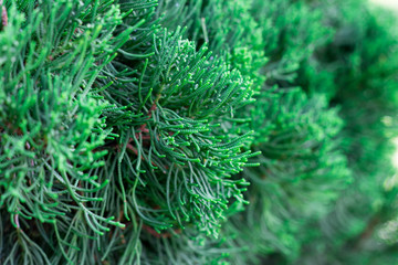 fresh green leaf in nature