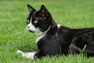 Junge Katze im Garten