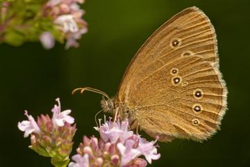 Fototapeta premium Brauner Waldvogel auf Dost