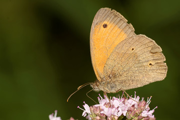   Großes Ochsenauge, auf Dost