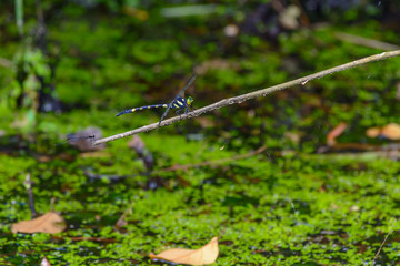 Beautiful dragonfly on branch with green background.