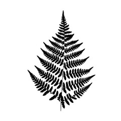 Background black-and-white fern - obrazy, fototapety, plakaty