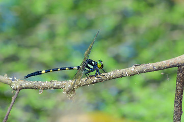 Beautiful dragonfly on branch with green background.