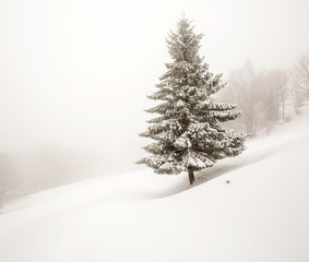 Fototapeta premium Mystical winter forest covered with snow on cloudy day