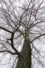 Leafless Tree Branches