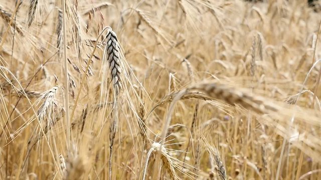 Slow motion agriculture food background summer golden fields of wheat 1080p FullHD footage - Shallow DOF lantation of Riticum genus cereals before harvest natural slow-mo 1920X1080 HD video