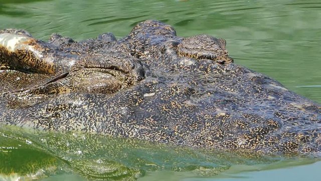 Crocodile rest in water. nature background.
