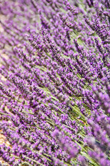 Fototapeta na wymiar Lavender flower