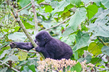 Baby mountain gorilla in the wild 