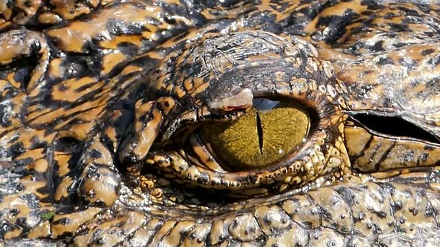 Closed up of crocodile's eye when closed eyes.