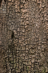 wood texture background.