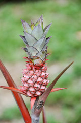 Fototapeta premium pineapple plantation