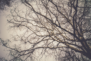Fototapeta na wymiar Tree Branches without Leaves Retro