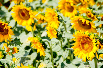 Fototapeta premium Sunflower field