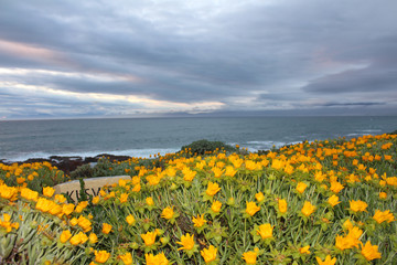 Fototapeta premium wild flowers in the dusk
