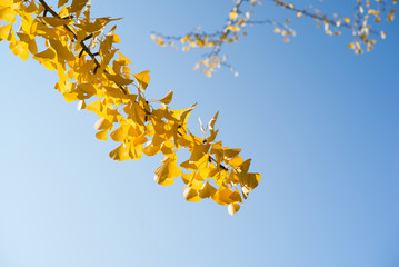 yellow tree in nara, japan