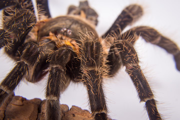 Closeup of mexican spider -tarantula (brachypelma albopilosum)