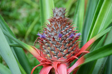 Fototapeta premium pineapple plantation