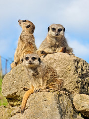 Three meerkats on the stone.