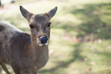 a deer in nara, japan