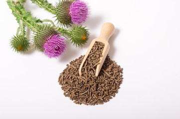 Granular and fresh thistle with flowers. (Silybum marianum)