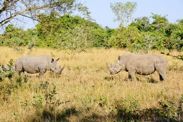 Naklejka premium Rhinoceros
