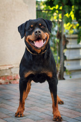Obraz premium Beautiful Rottweiler dog