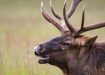 Bull Elk Bugles Close Up