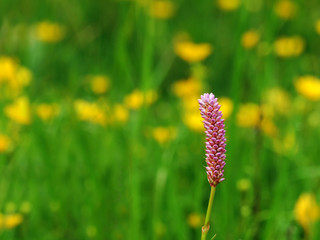 Schlangenkn&ouml;terich