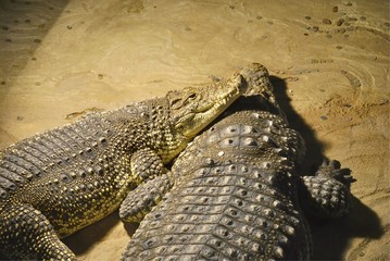 Two Nile crocodiles (Crocodylus niloticus) lie together. In Zagreb Zoo, Croatia.