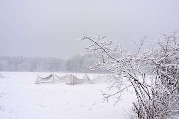 Winter nature photo.