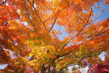 autumn leaves kyoto, Japan
